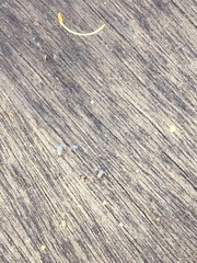 Aphis cytisorum sarothamni