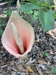 Amorphophallus bulbifer