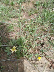 Ranunculus polyrhizos