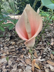 Amorphophallus bulbifer