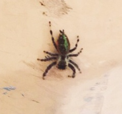 Paraphidippus