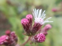 Chromolaena bigelovii