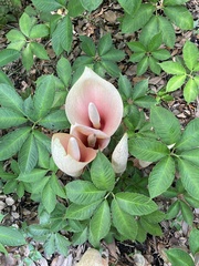 Amorphophallus bulbifer