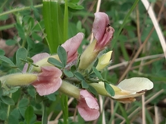 Chamaecytisus hirsutus