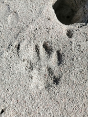 Caracal caracal caracal