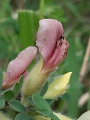 Chamaecytisus hirsutus