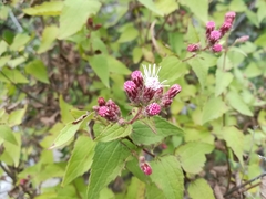 Chromolaena bigelovii