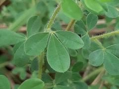 Chamaecytisus hirsutus