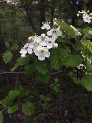 Crataegus canadensis