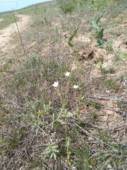 Holosteum glutinosum