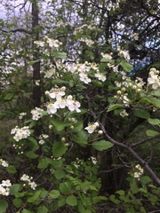 Crataegus canadensis
