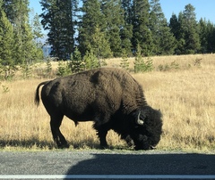 Bison