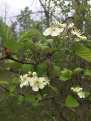 Crataegus canadensis