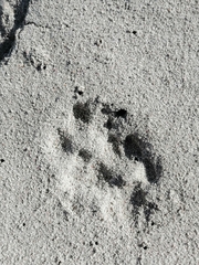 Caracal caracal caracal