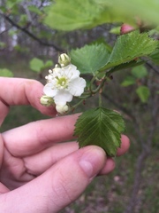 Crataegus canadensis
