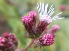 Chromolaena bigelovii
