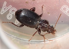 Gastrellarius honestus