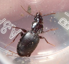 Gastrellarius honestus