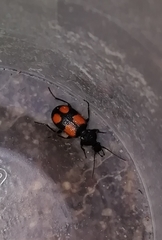 Panagaeus bipustulatus