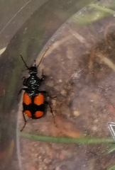 Panagaeus bipustulatus