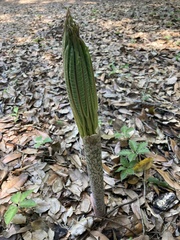 Amorphophallus bulbifer