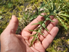 Taraxacum officinale