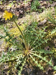 Taraxacum officinale