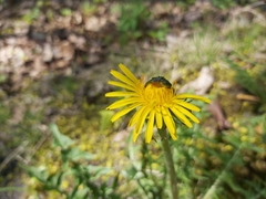 Taraxacum officinale