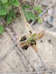 Glandularia tumidula