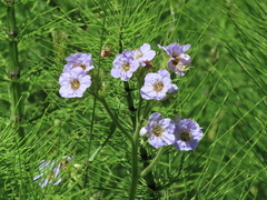 Phacelia bolanderi
