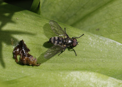 Portevinia maculata