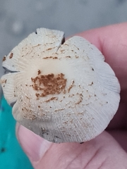 Coprinellus xanthothrix