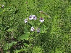 Phacelia bolanderi