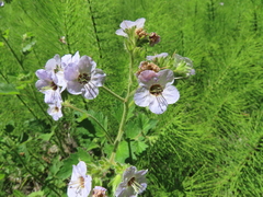 Phacelia bolanderi