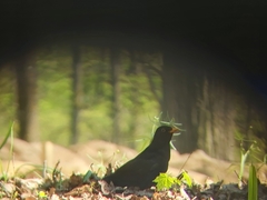 Turdus merula