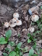 Coprinellus xanthothrix