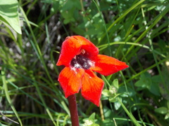 Phelypaea coccinea