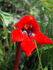 Phelypaea coccinea