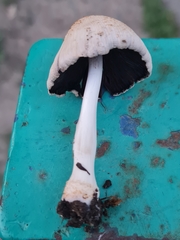Coprinellus xanthothrix
