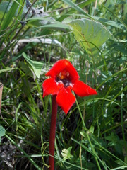 Phelypaea coccinea