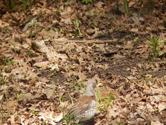 Turdus pilaris
