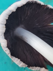 Coprinellus xanthothrix