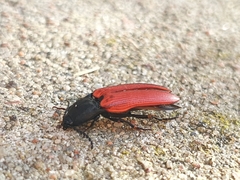 Ampedus cinnaberinus