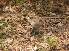 Turdus pilaris