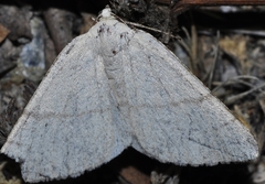 Adactylotis gesticularia