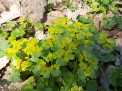 Chrysosplenium alternifolium