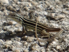 Leiocephalus onaneyi