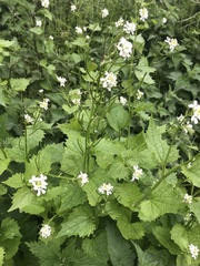 Alliaria petiolata