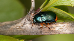 Cryptocephalus schaefferi