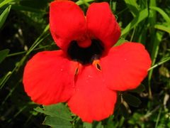Phelypaea coccinea